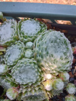 /album/fotogalerie-nabidka/sempervivum-arctic-whiite-chick-charm-jpg/